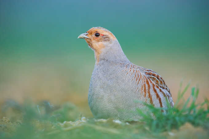 rebhuhn-foto__hermann_hirsch-680x453